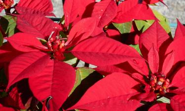 Удобрение из тыквы улучшает цветение пуансеттии зимой — Actualno