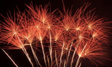 Фейерверки и собаки: что делать, если питомец боится