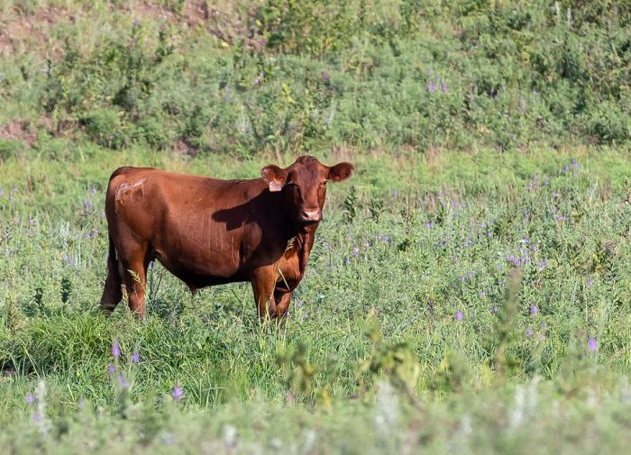 В Татарстане увеличат количество сибиреязвенных скотомогильников и биотермических ям
