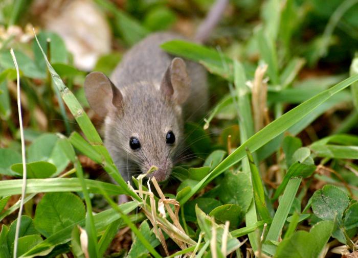 Biology: Ареал грызунов может расшириться на 80% из-за глобального потепления