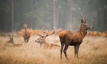 В Орегоне олень убил охотника, которого несколько часов преследовал