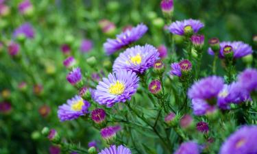 Почва знает лучше: как земля сама вырастит крепкие астры без помощи подоконника