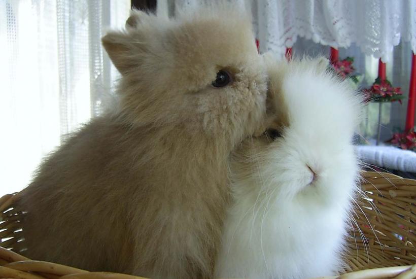 Тедди-кролик