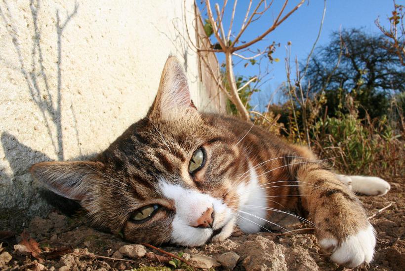 Кошка