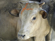 На калужских фермах к работе привлекают роботов