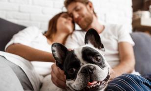 Кабмин РФ разрешил эксперимент по маркировке кормов и препаратов для животных