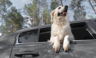 За возможность действия ОСАГО в Белоруссии придётся внести дополнительную плату