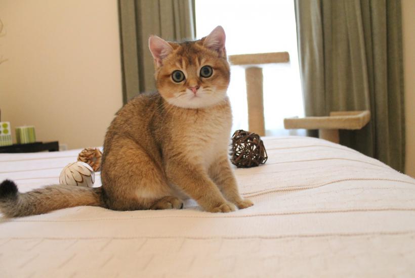 Кошка на кровати