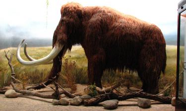 Мышь-мамонта вывели учёные из США: как она выглядит?