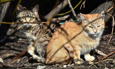 Уличные кошки оказались последней надеждой для онкобольных: учащаются случаи необъяснимого исцеления
