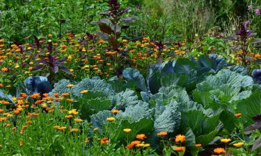 Зелёная королева огорода и её придворные: капустная драма со счастливым финалом