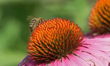 В Бразилии пчёлы без жала используются для повышения урожайности