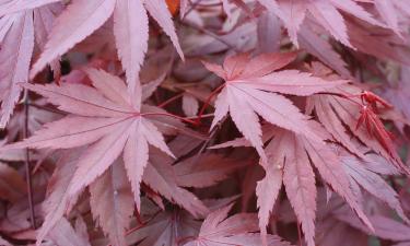 До 10 тысяч посетителей принимает сад Хвадам в Южной Корее — Korea Herald