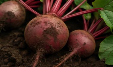 Шпинат истощает почву и делает свеклу твёрдой