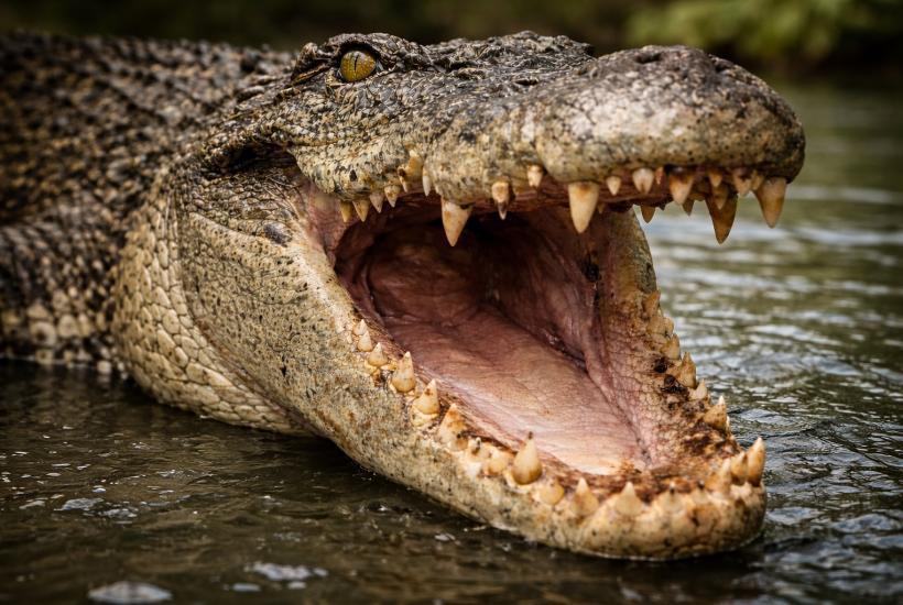 Морской крокодил