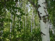 Дачник — злейший враг подмосковных лесов?