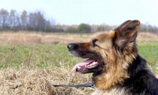 У собаки неприятный запах изо рта? Тому есть три причины