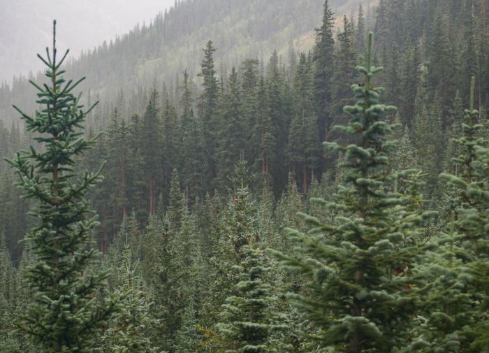 В Великобритании обнаружен самый древний лес на Земле