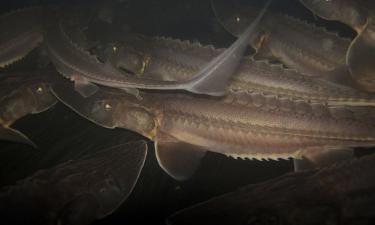 Численность русского осётра стабилизируется в Каспии — 9 сессия Комиссии в Ашхабаде