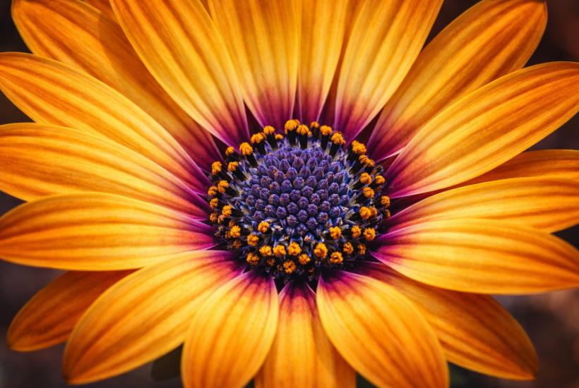 Диморфотека