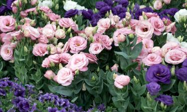 Для прорастания эустоме нужна температура +20…+25 °C