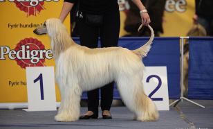 В России запустили первую профессиональную соцсеть для владельцев собак