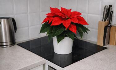 Пуансеттия в ванной блокирует денежную энергию дома