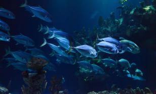 На Занзибаре можно поспать среди рыб