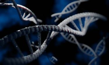 Теломеры летучих мышей сохраняют длину при старении — National Geographic