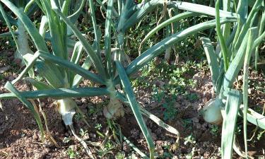 Недостаток азота и калия приводит к преждевременному пожелтению луковых перьев
