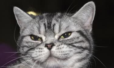 У 60% домашних кошек есть проблемы с поведением из-за условий содержания — ANMVI