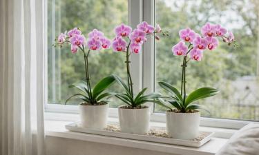 Восточное окно обеспечивает орхидеям стабильное цветение