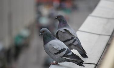 Кувырки голубей оказались признаком расстройства — университет Юты