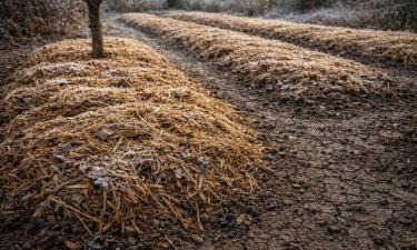 Озимые культуры гибнут при морозах ниже −20 без снега