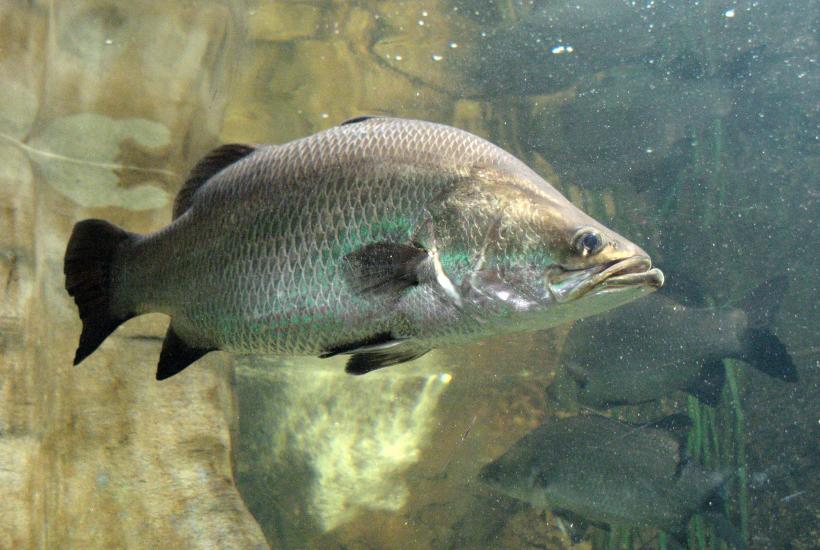 Lates calcarifer, 2014-09-19a