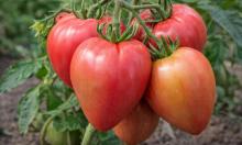 Тот самый сорт томата, из-за которого соседки дерутся на ярмарках: идеален для засолки