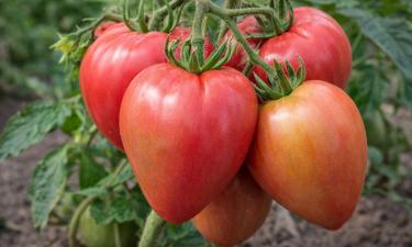 Тот самый сорт томата, из-за которого соседки дерутся на ярмарках: идеален для засолки