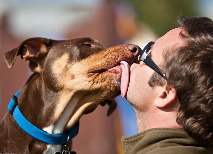 IJP: Взаимодействие собаки и человека положительно сказывается на их здоровье