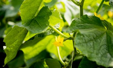 Секрет из прошлого века, который работает: огурцы укореняются прямо в воде — и дают урожай