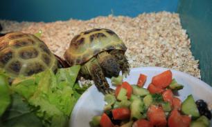 Уход за черепахами и их содержание