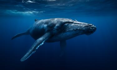 Киты замолчали, но не потому, что стесняются: океан готовит худший сюрприз