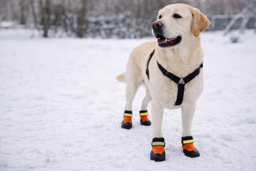 Собака в ботинках