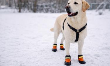 Собак нужно приучать к обуви с раннего возраста — кинолог Голубев