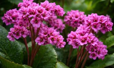 Самое эффектное растение для тени — без капризов и круглый год выглядит как из каталога