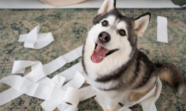 Хаски используют вой и подвывание как основной способ коммуникации