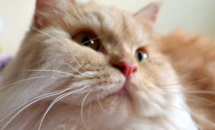 Эксперты выделили сложные породы кошек