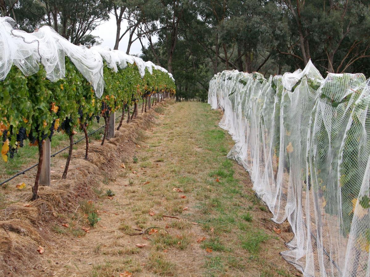Сербия заняла первое место среди поставщиков саженцев винограда  Россельхознадзор