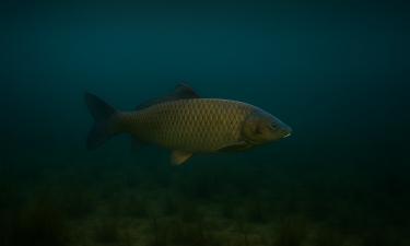 В Европе зафиксирован амур рекордных 46,6 кг — Pecaverzum