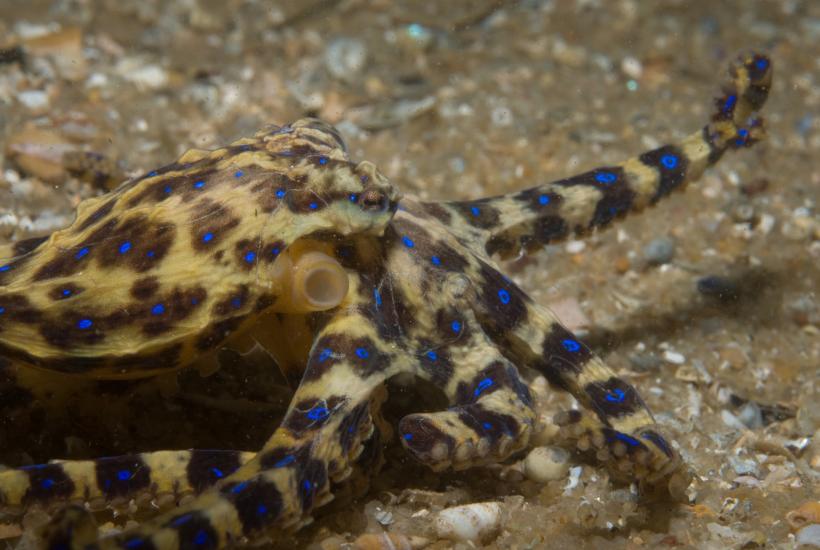 Турист на Филиппинах поднял со дна синекольчатого осьминога и чуть не умер