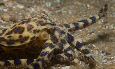 Турист на Филиппинах поднял со дна синекольчатого осьминога и чуть не умер